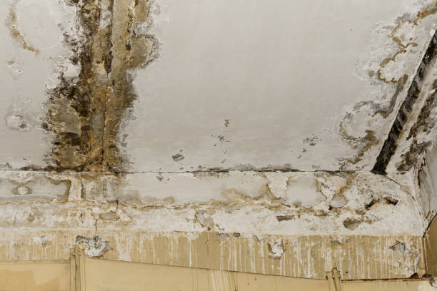  Jamestown, NY Mold Remediation Pros