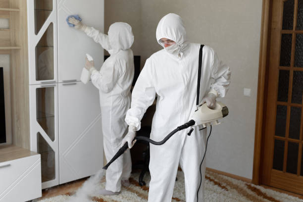 Best Mold Damage Restoration  in Jamestown, NY