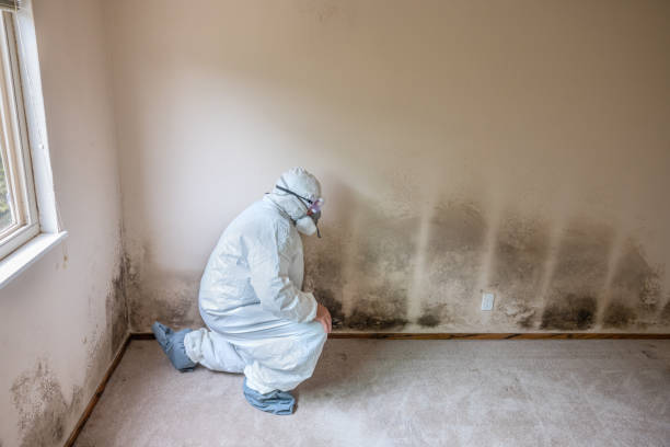 Best Black Mold Removal  in Jamestown, NY