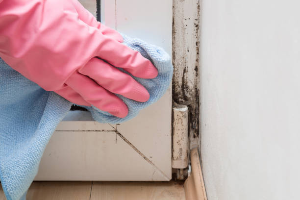 Best Asbestos and Lead Testing During Mold Inspection  in Jamestown, NY